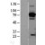 Western Blot: Hsc70 Lysate [NBL1-11755] - Western Blot experiments. 
Left-Control; Right -Over-expression Lysate for HSPA8